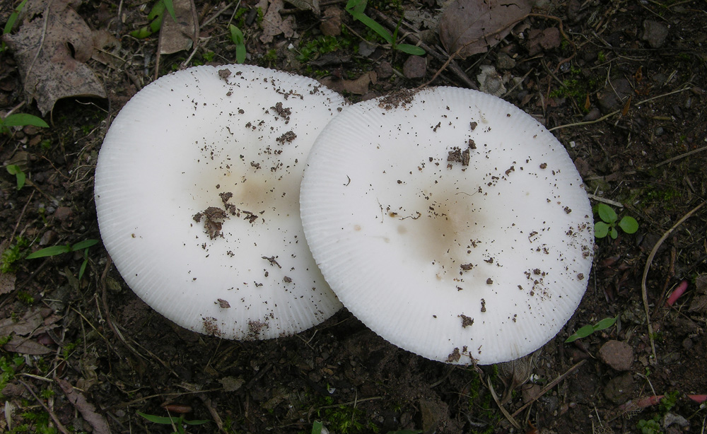 Amanita vaginata sl.